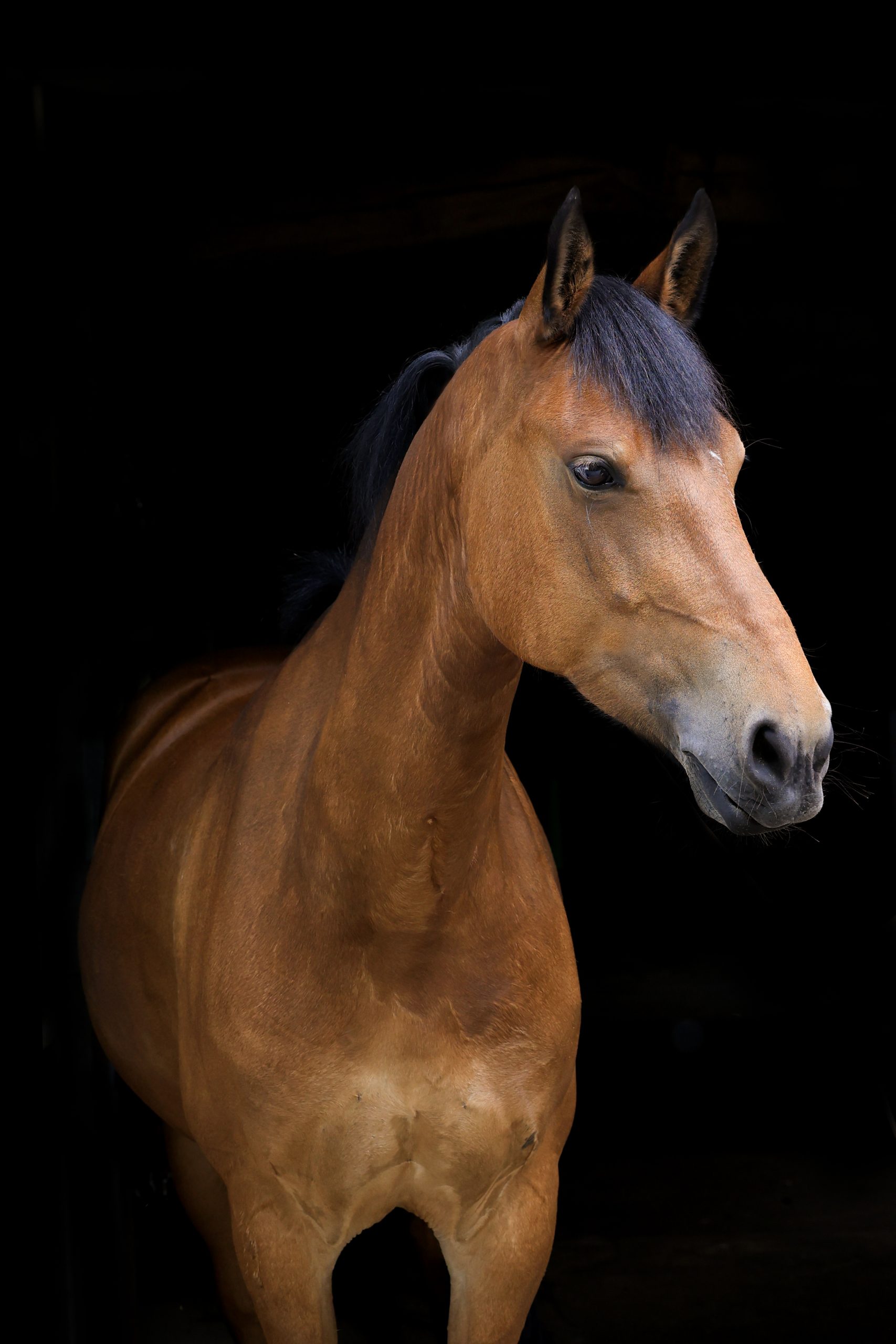 Bruin paard met zwarte manen, staand tegen een zwarte achtergrond en kijkend naar rechts.