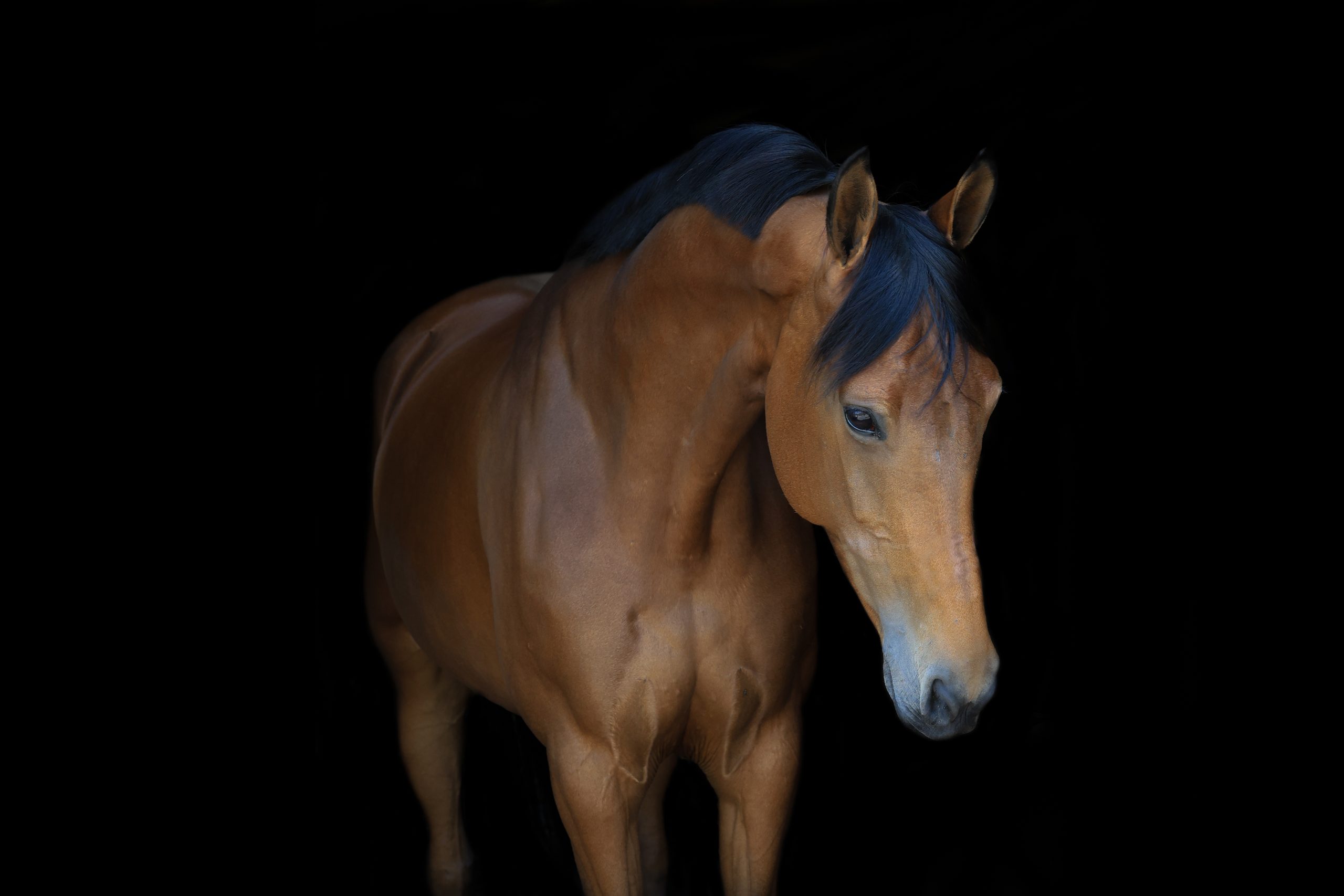 Bruin paard met zwarte manen, gefotografeerd van schuin voren tegen een zwarte achtergrond, met een zachte blik naar beneden.