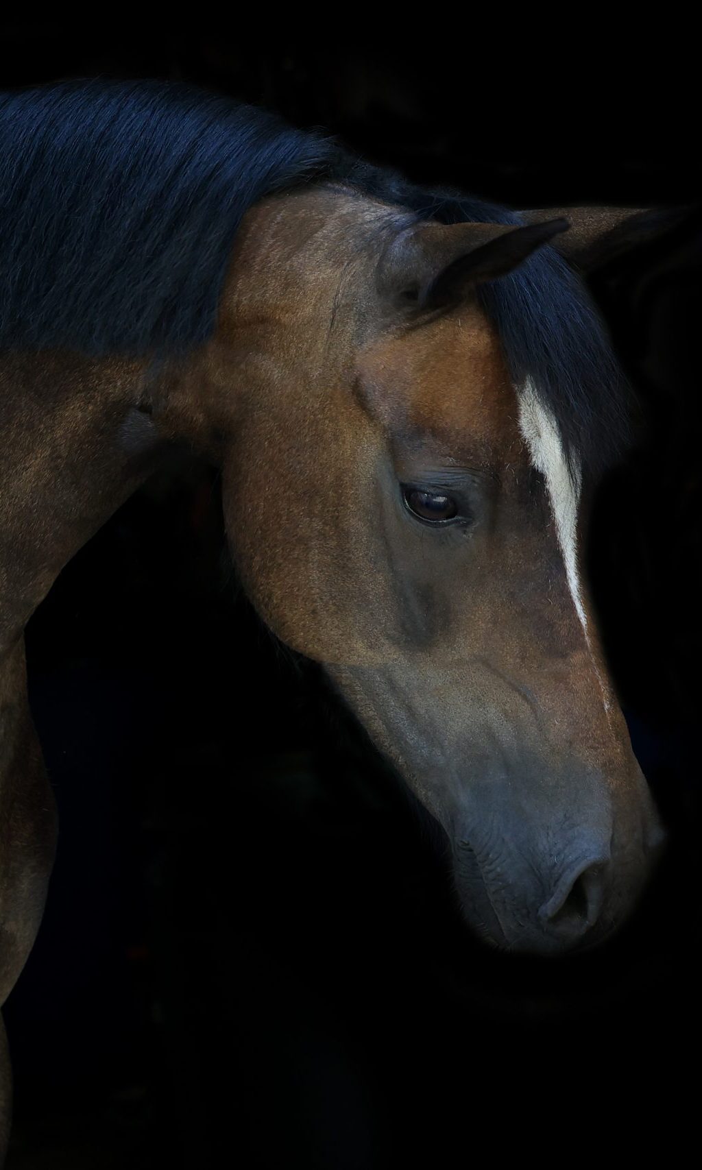 Bruin paard met zwarte manen en een witte bles op de neus, gefotografeerd tegen een zwarte achtergrond