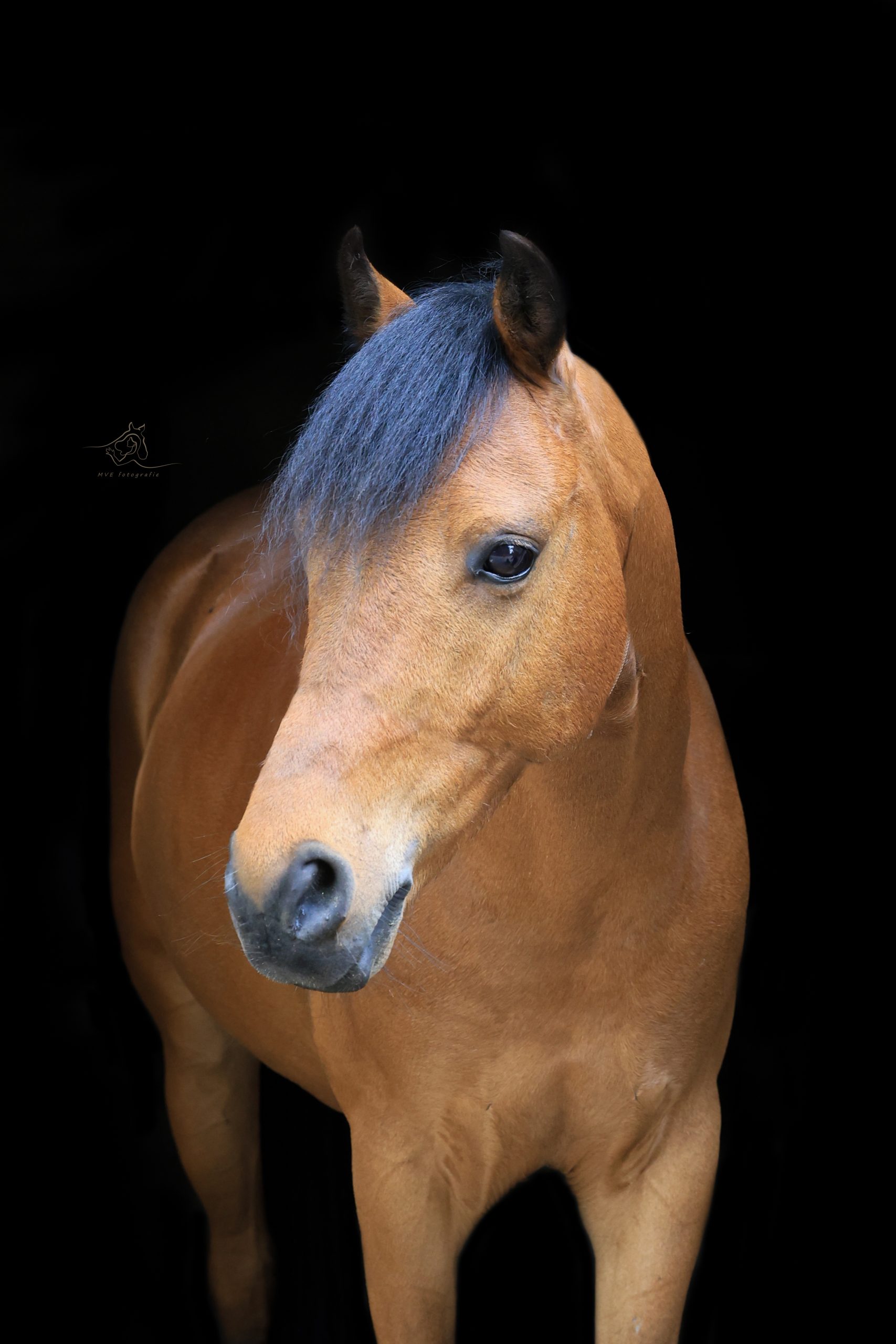 1V2A1278lo Bruin paard met zwarte voorlok kijkt schuin naar voren tegen een egale zwarte achtergrond.