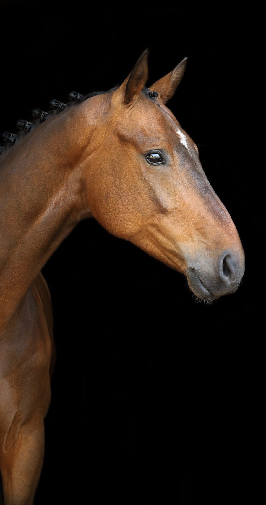 Bruin paard met ingevlochten manen en een kleine witte aftekening op het voorhoofd, tegen een zwarte achtergrond.