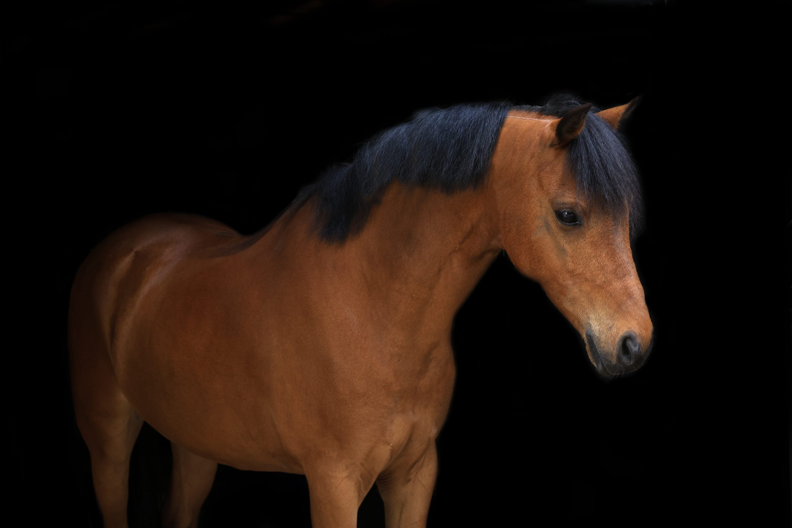 1V2A1391 Bruine pony met zwarte manen en voorlok kijkt omlaag tegen een egale zwarte achtergrond.