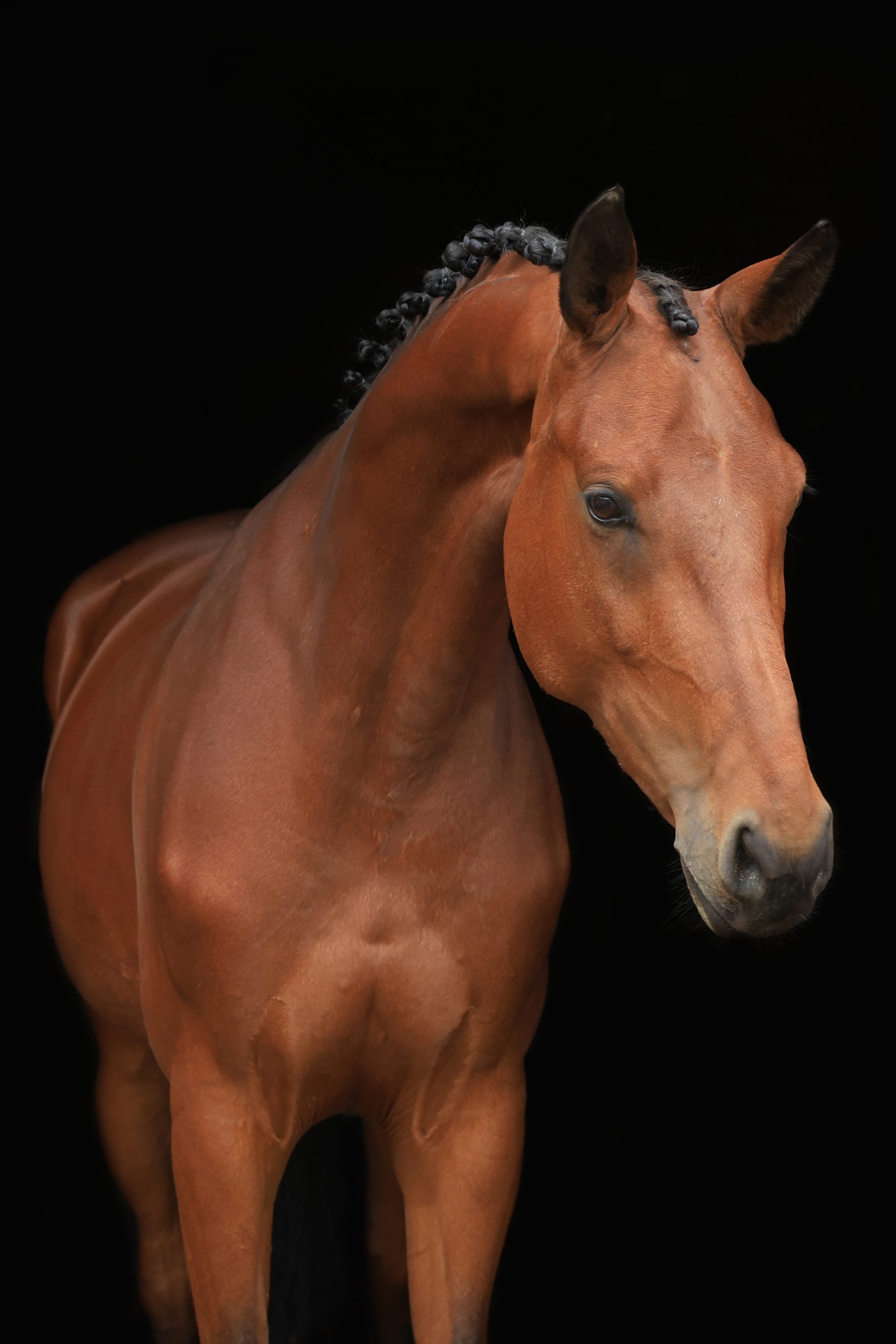 Bruin sportpaard met ingevlochten manen, kijkend schuin naar rechts tegen een zwarte achtergrond.