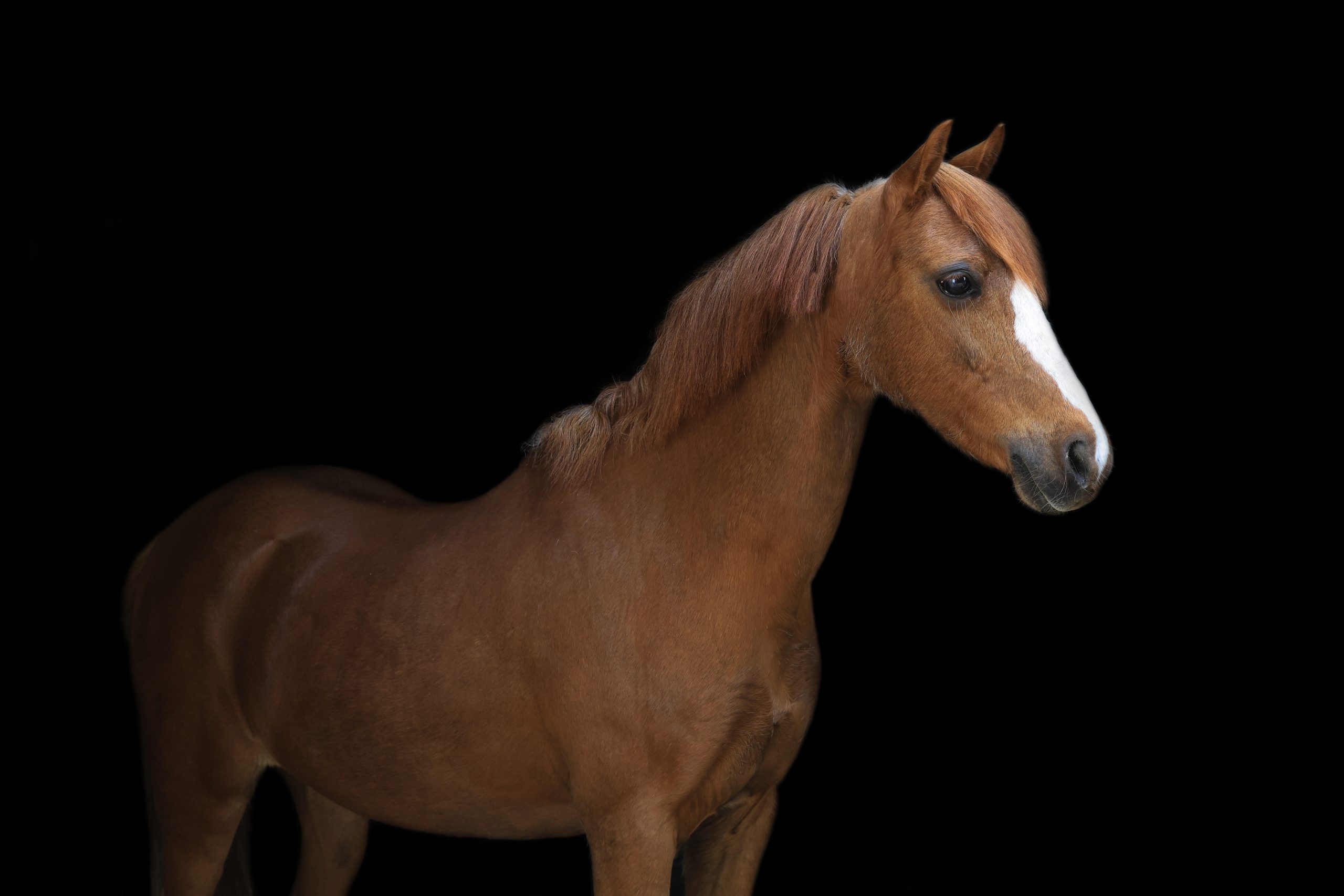 Lichtbruine pony of jong paard met rechte witte bles, staand in profiel tegen een zwarte achtergrond.