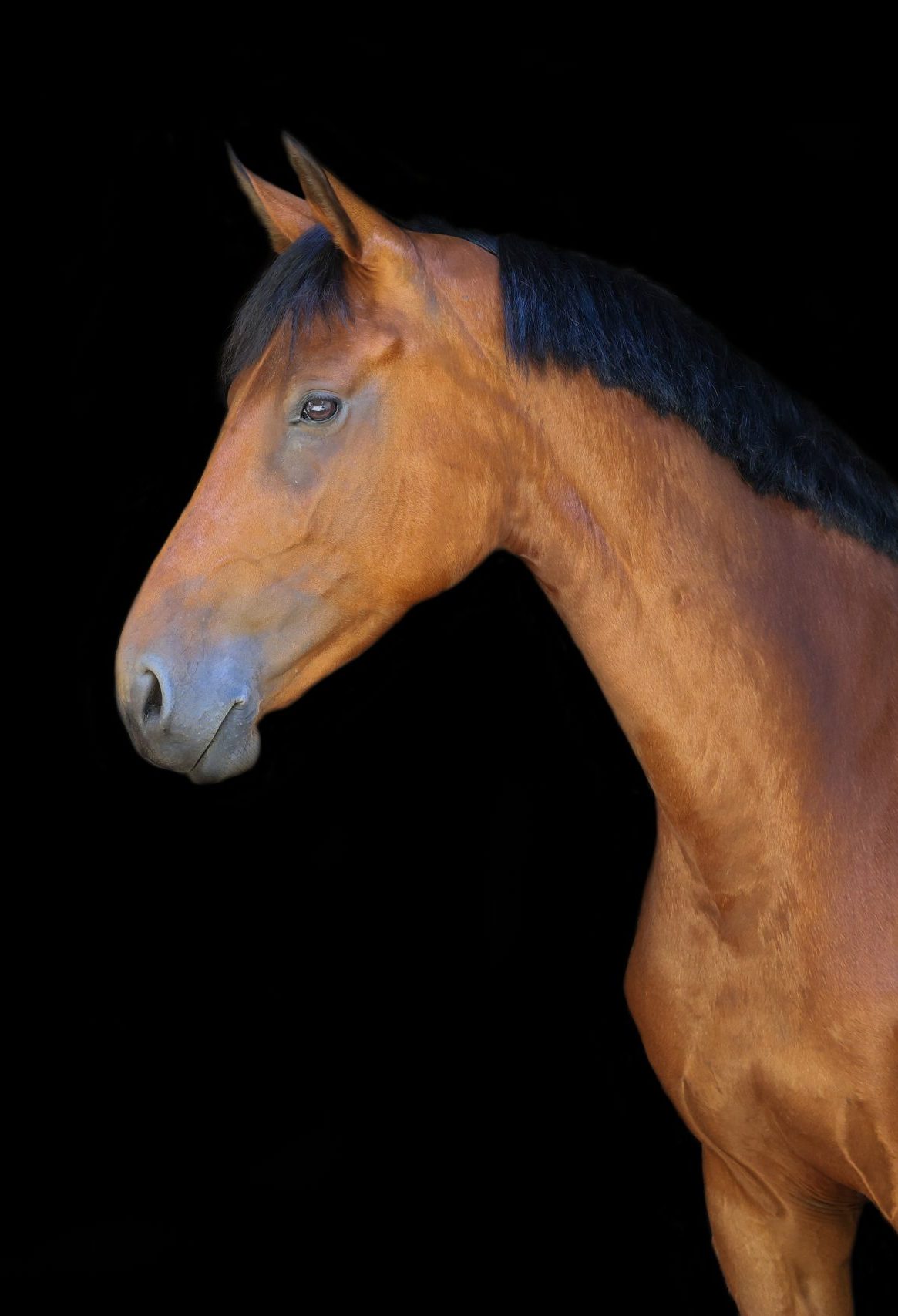 Bruin paard met korte zwarte manen gefotografeerd in profiel tegen een zwarte achtergrond.