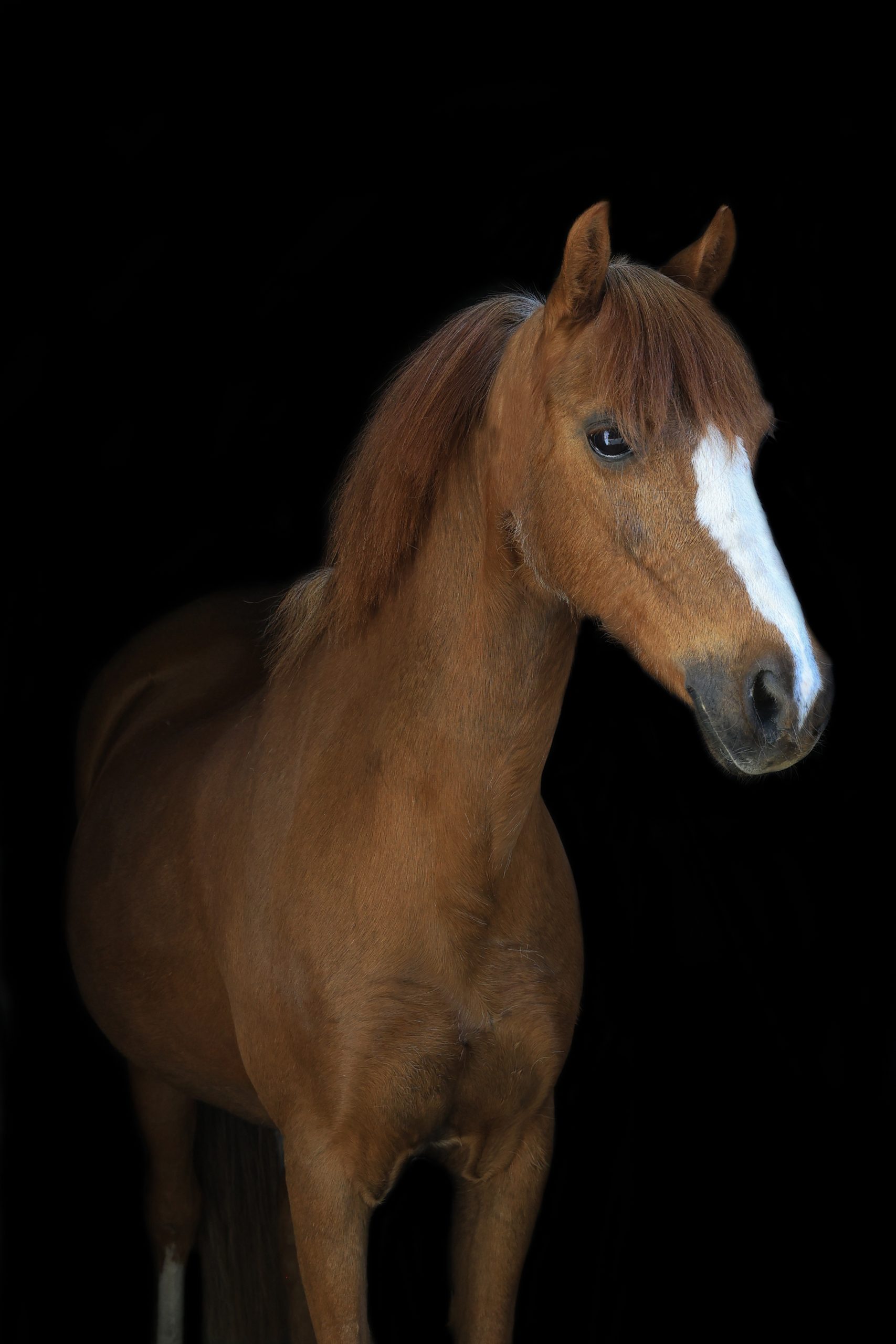 Lichtbruine pony met volle voorpluk en brede witte bles, staand schuin van voren tegen een zwarte achtergrond.