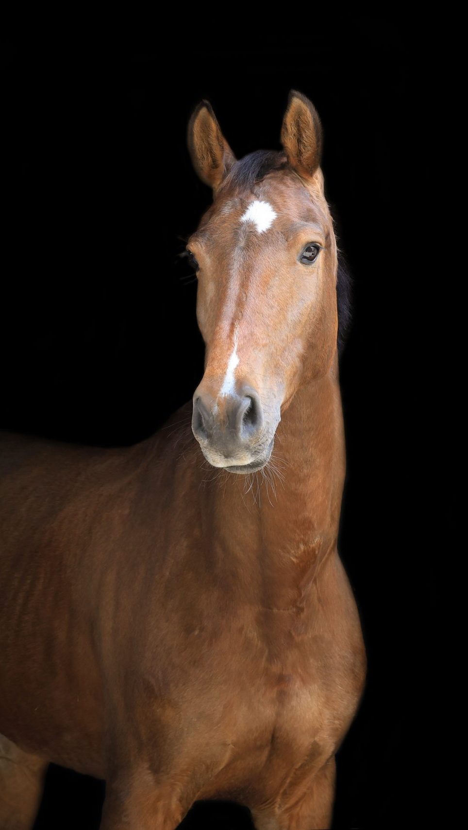 Bruin paard met een witte ster en smalle bles op het voorhoofd, recht van voren gefotografeerd tegen een zwarte achtergrond.