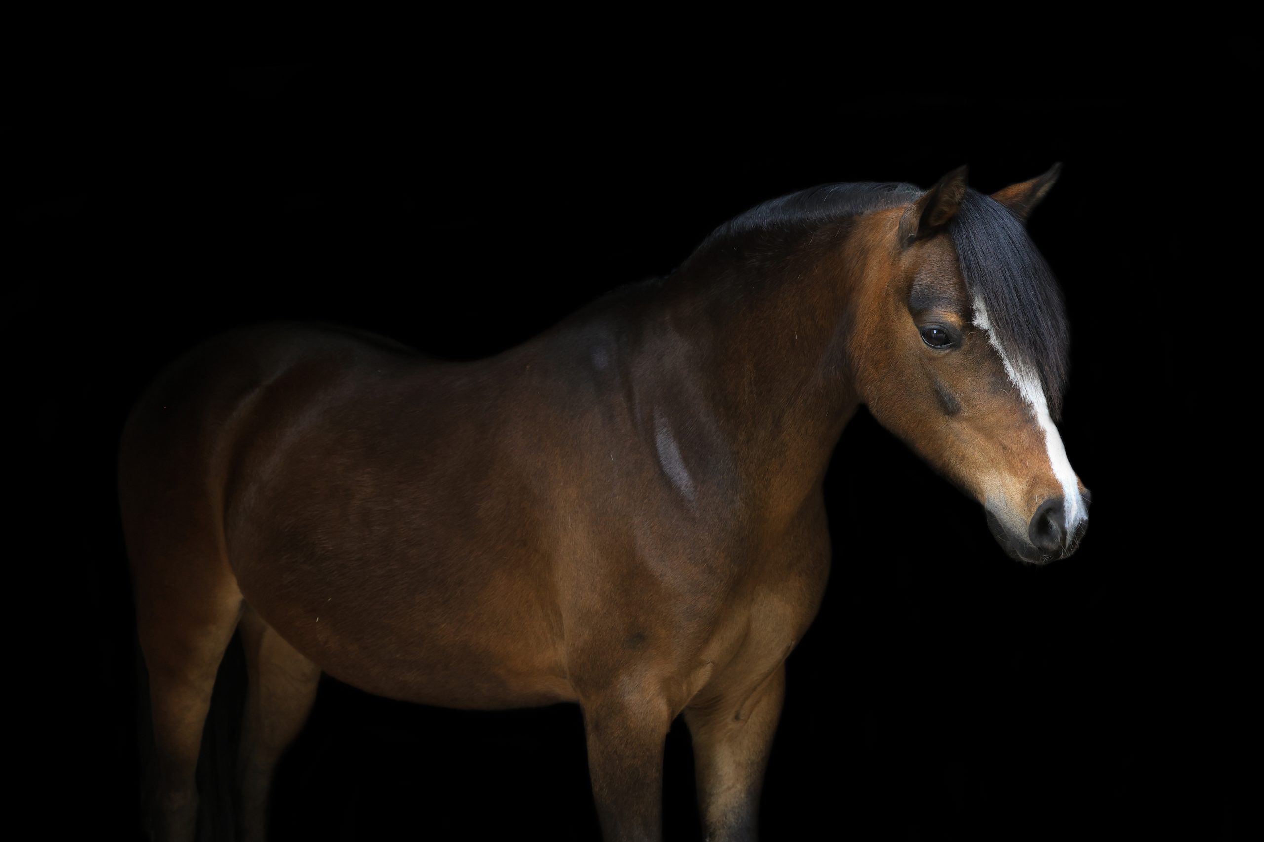 1V2A2286 Een donkerbruine pony met een lichte bles en lange voorlok kijkt rustig omlaag tegen een zwarte achtergrond.