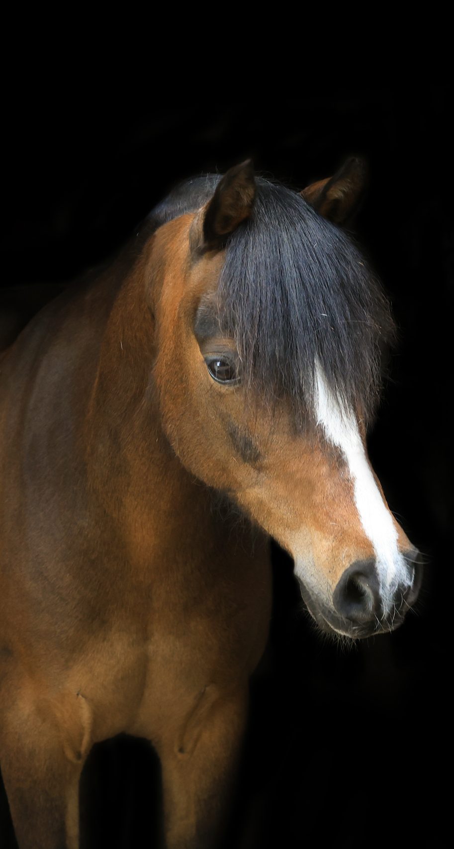 1V2A2356 Een donkerbruine pony met een brede witte bles en volle voorlok kijkt schuin omlaag tegen een zwarte achtergrond.