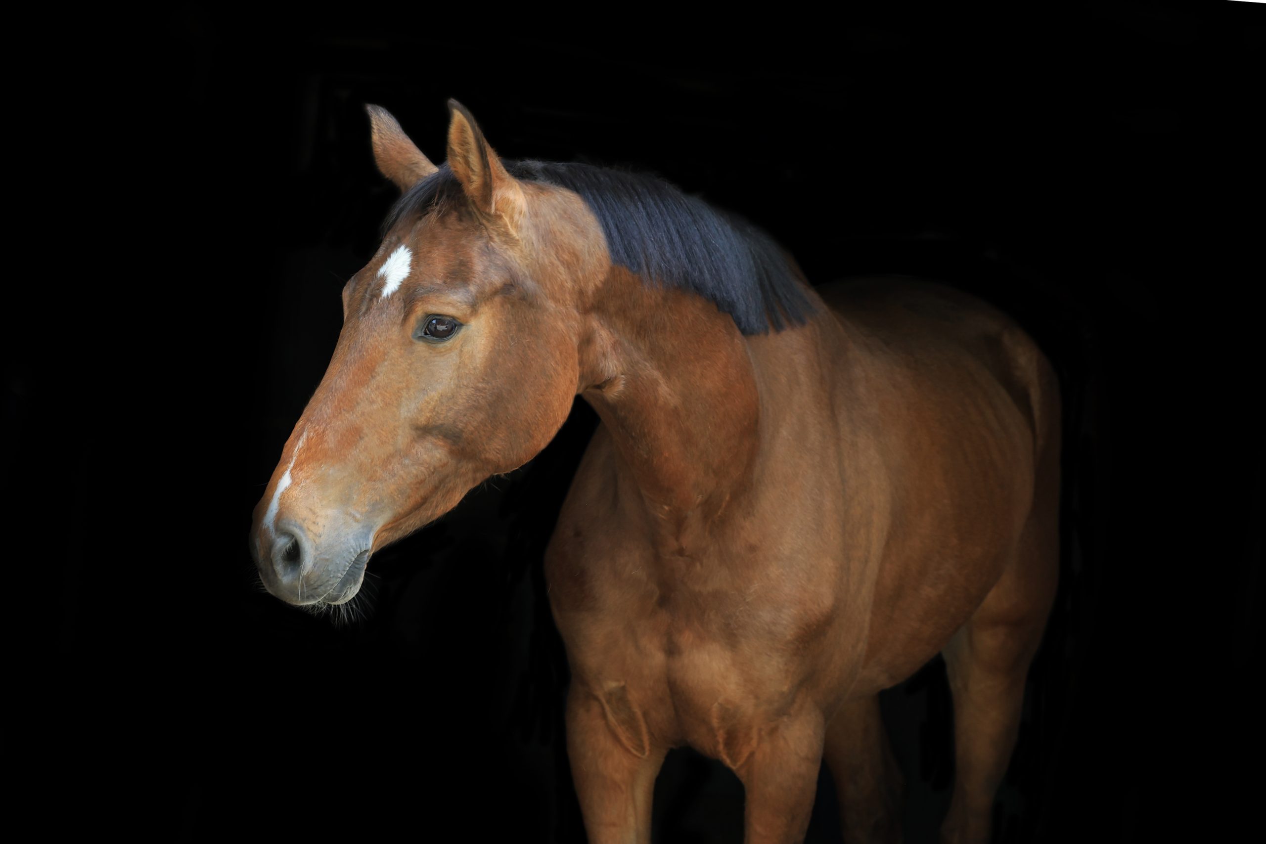 Bruin paard met korte, zwarte manen en een witte aftekening op het voorhoofd, in een rustige houding gefotografeerd tegen een zwarte achtergrond.