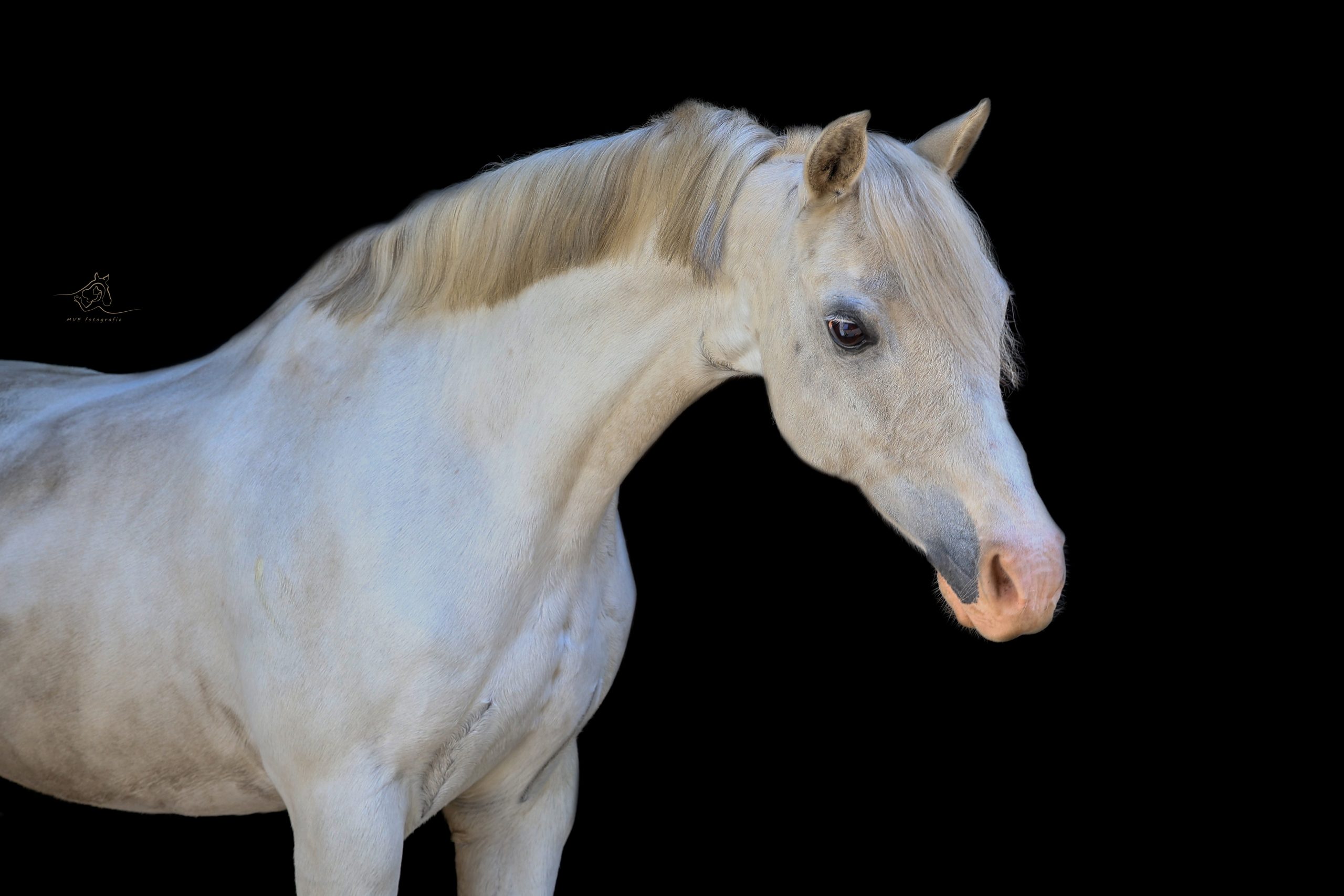 Palominokleurig paard met lichte manen gefotografeerd tegen een zwarte achtergrond, kijkt schuin omlaag met een zachte, nieuwsgierige blik.