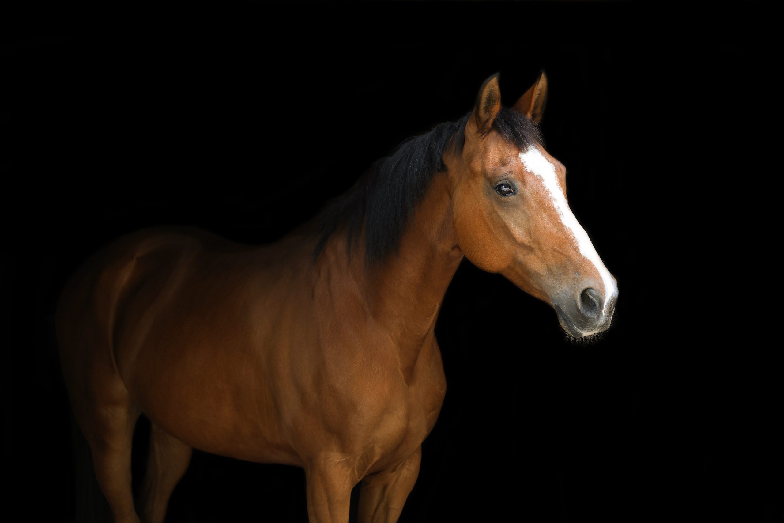 1V2A2494 Bruin paard met zwarte manen en een brede witte bles, poseert in zijaanzicht tegen een zwarte achtergrond.