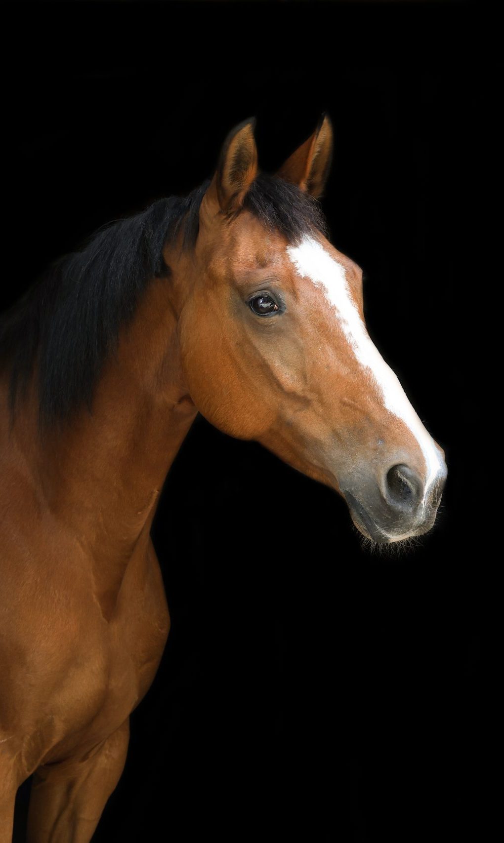 1V2A2494lo Bruin paard met zwarte manen en een brede, onregelmatige witte bles, gefotografeerd in profiel tegen een zwarte achtergrond.