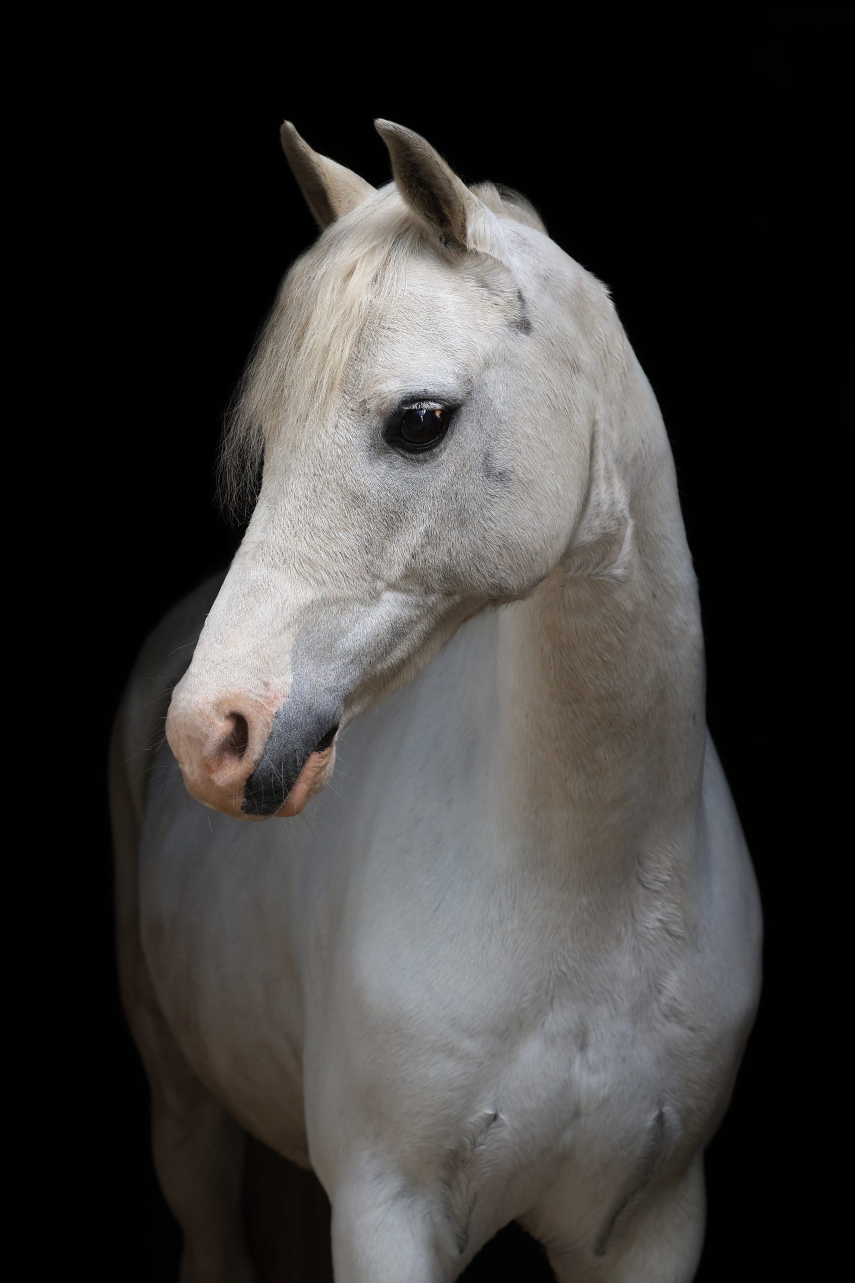 Crèmekleurig paard met lichte manen kijkt opzij, elegant belicht tegen een zwarte achtergrond, met een zachte en alerte uitdrukking.