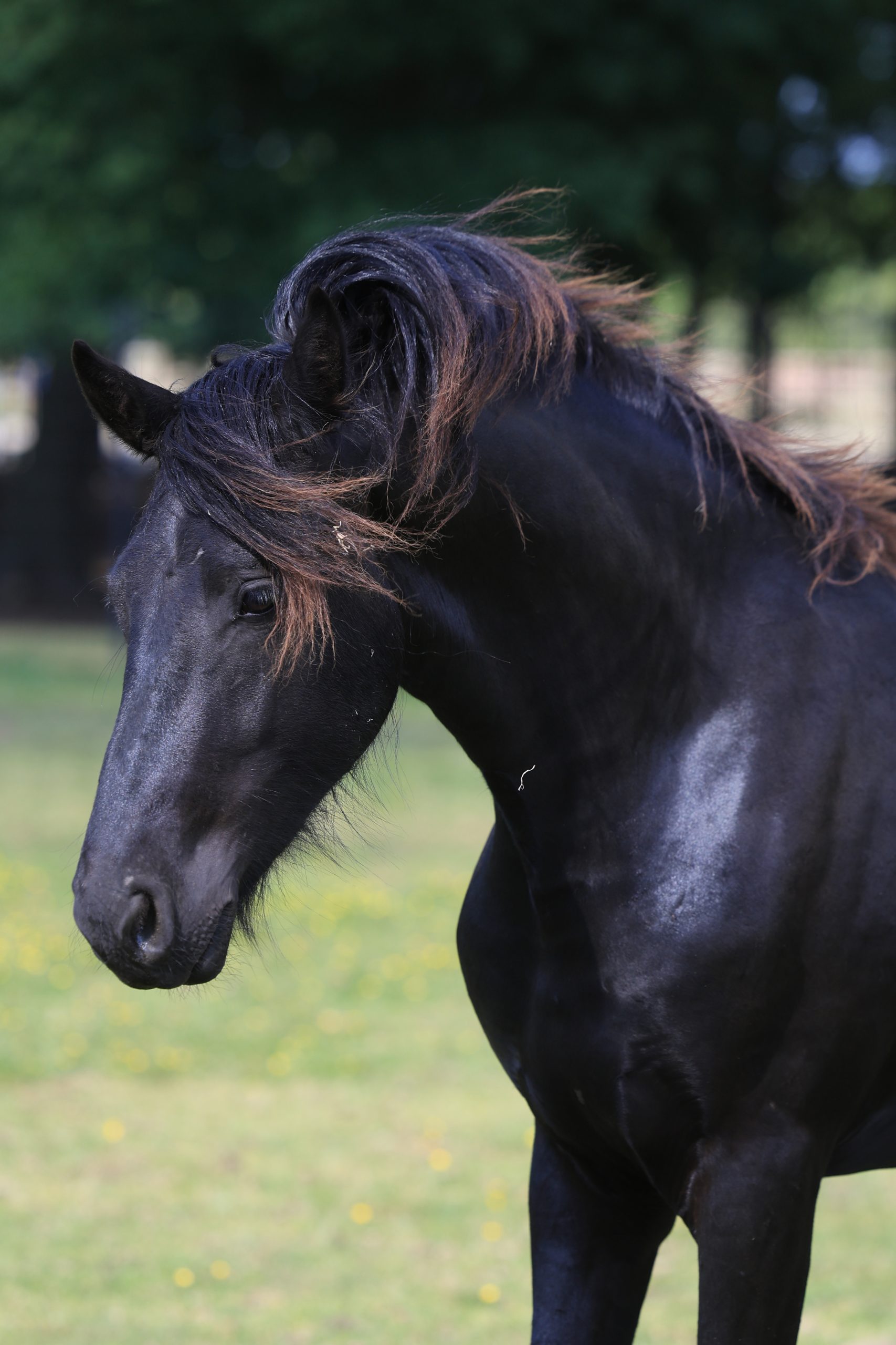 Zwart paard met golvende, lichtbruine manen kijkt naar beneden in een groene weide met bloeiende gele bloemen en schaduwrijke bomen op de achtergrond.
