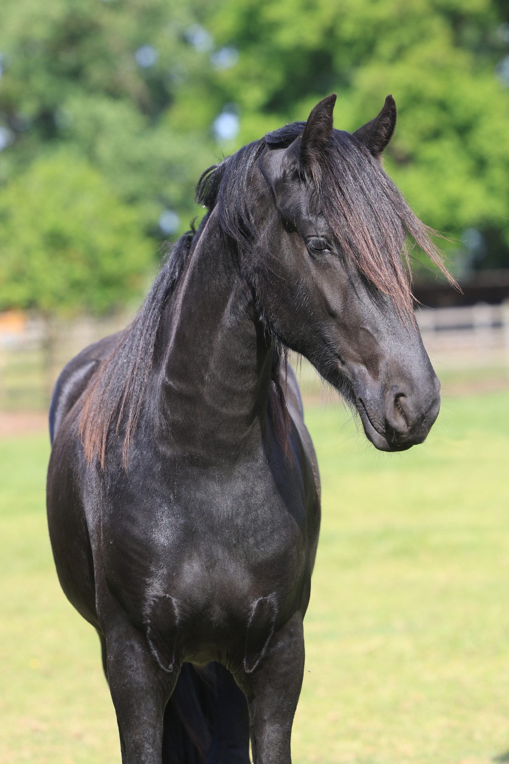 1V2A3044 Elegant zwart paard met lange manen kijkt opzij in een zonovergoten weide, met een wazige groene achtergrond van bomen en een hek.
