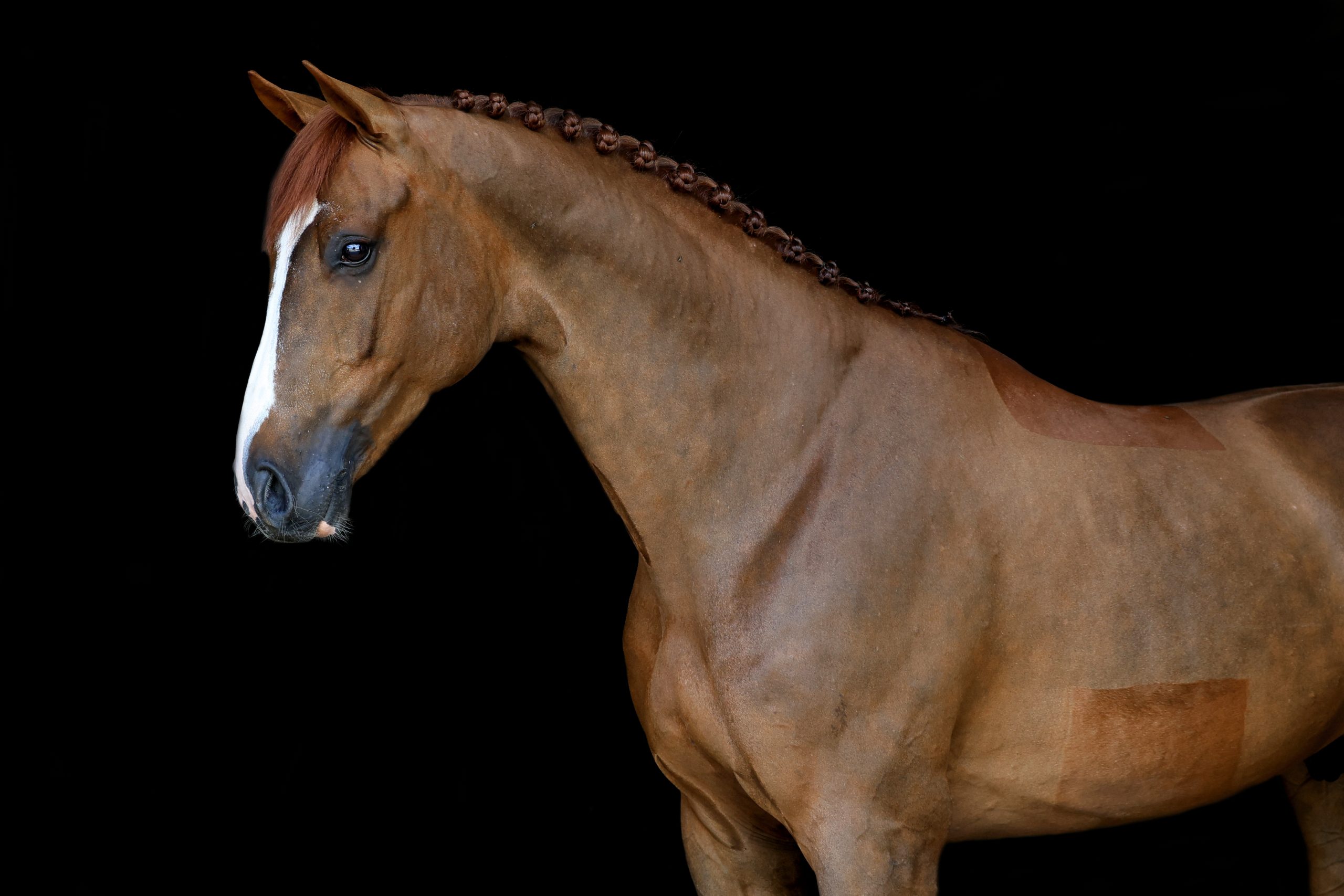 Lichtbruine sportpaard met ingevlochten manen en witte bles, strak getoiletteerd en elegant geportretteerd tegen een zwarte achtergrond.