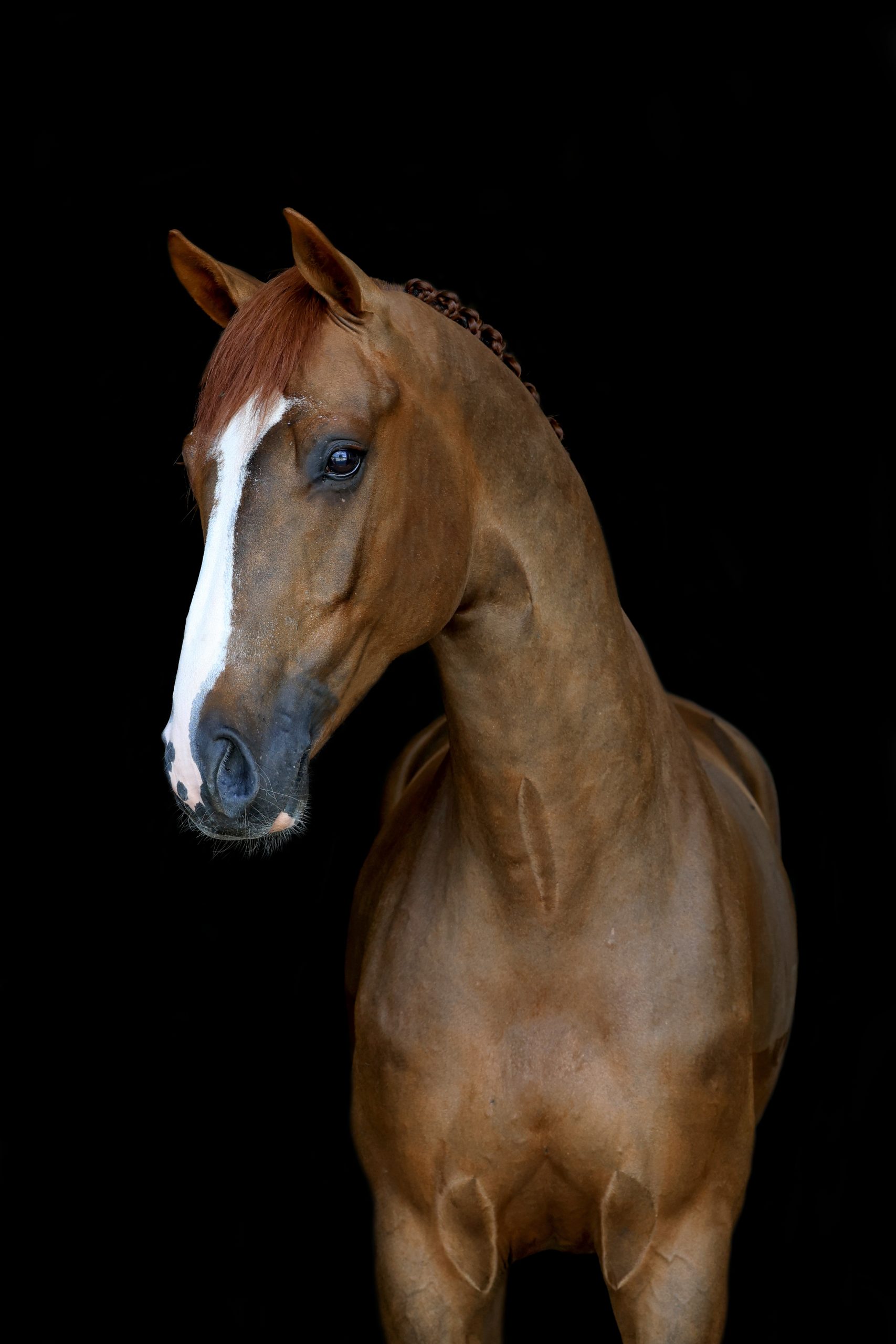 Bruin sportpaard met een witte bles en ingevlochten manen, krachtig en symmetrisch in beeld gebracht tegen een zwarte achtergrond.