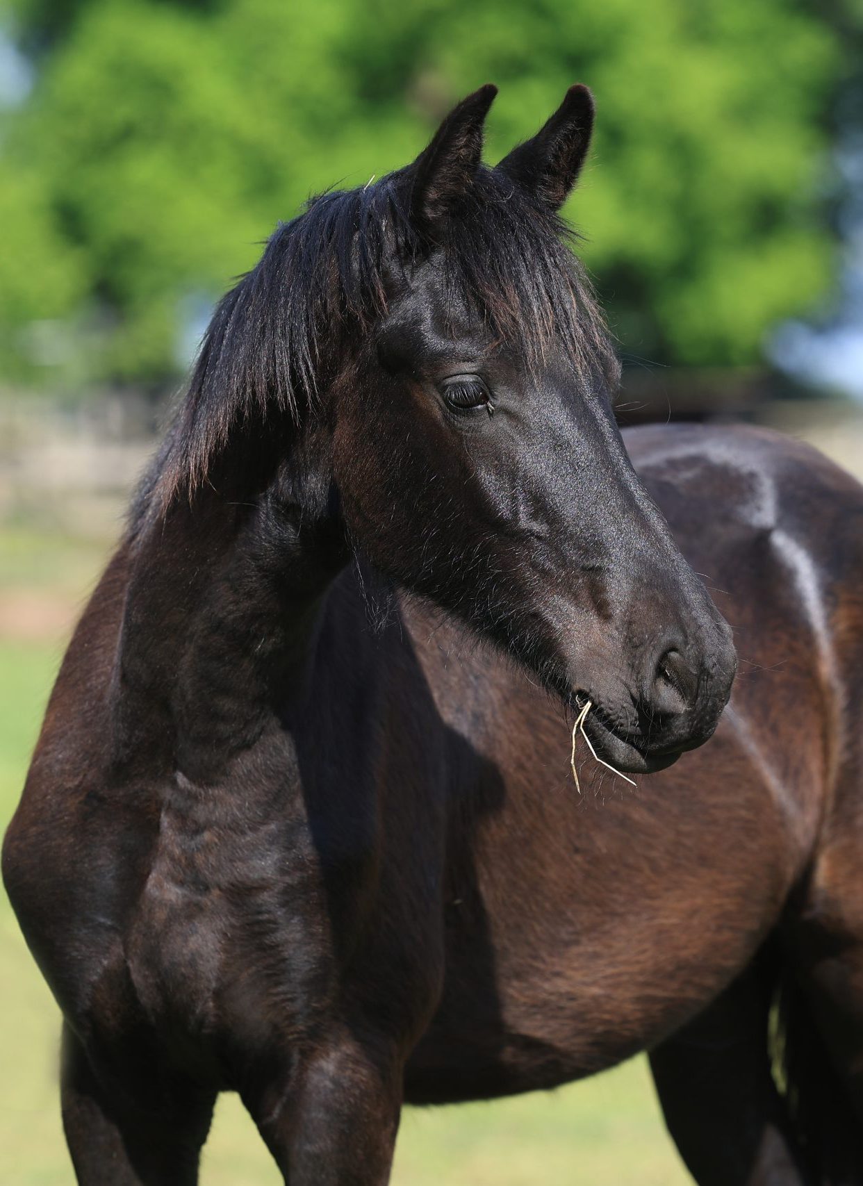 1V2A3223 Zwarte jonge hengst op een zonnige weide, met sprietjes hooi in de mond en groene bomen op de achtergrond.