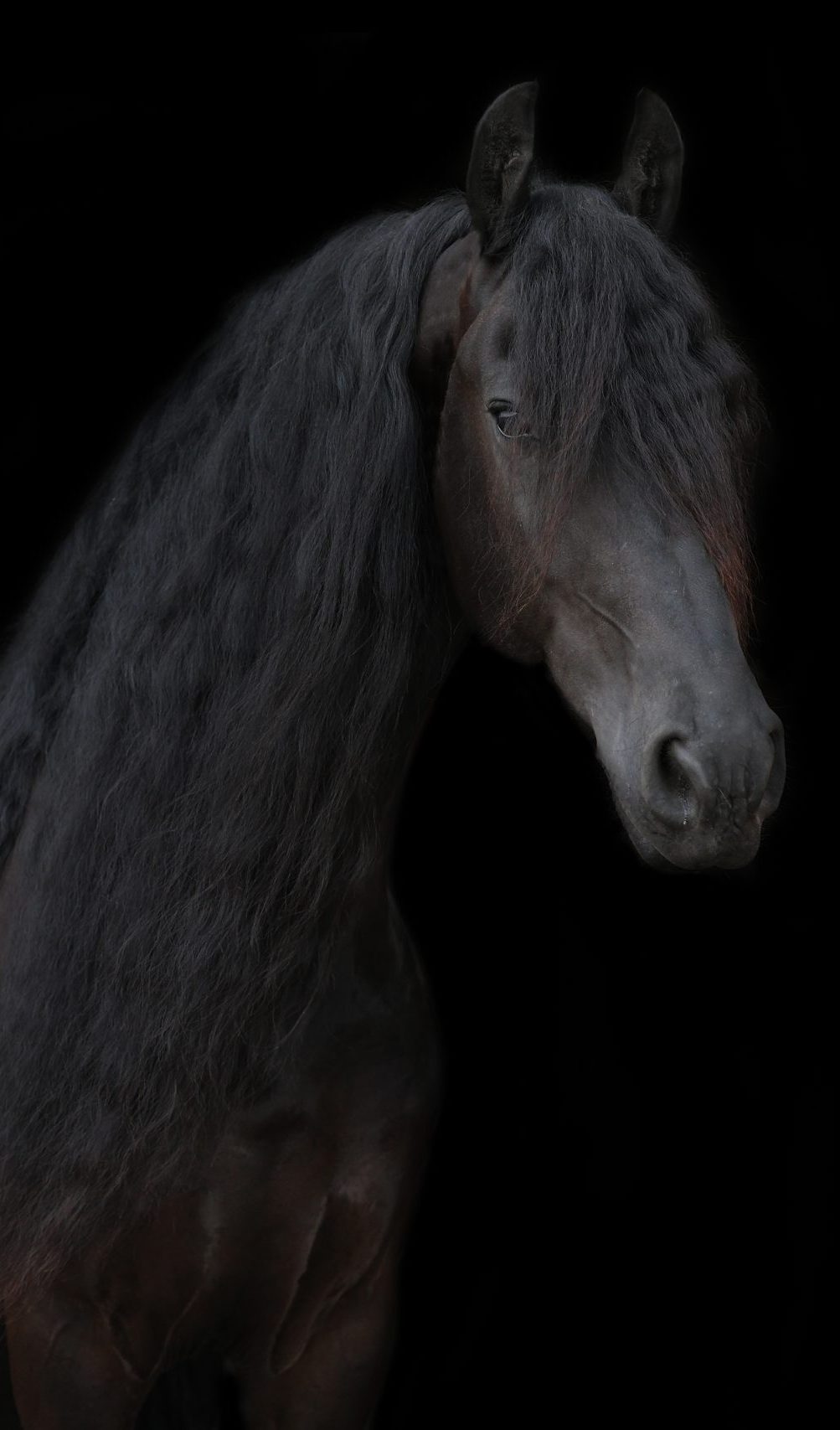 Een zwarte Fries met lange, volle, golvende manen poseert statig tegen een zwarte achtergrond, waardoor zijn glanzende vacht en elegante uitstraling extra opvallen.