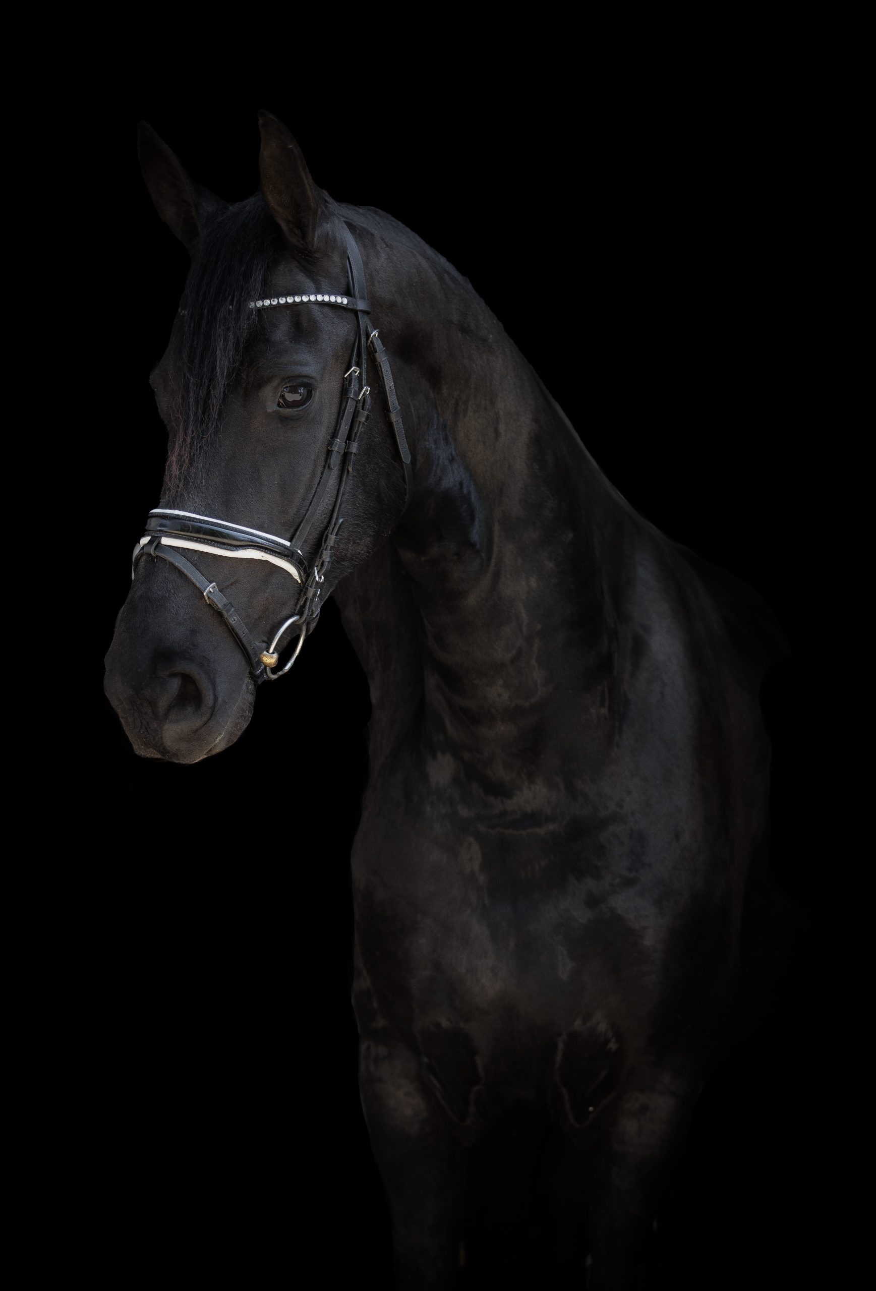 Een sierlijke zwarte Fries met een glanzende vacht draagt een hoofdstel met zilverkleurige accenten en een frontriem met kristallen, elegant poserend tegen een zwarte achtergrond.