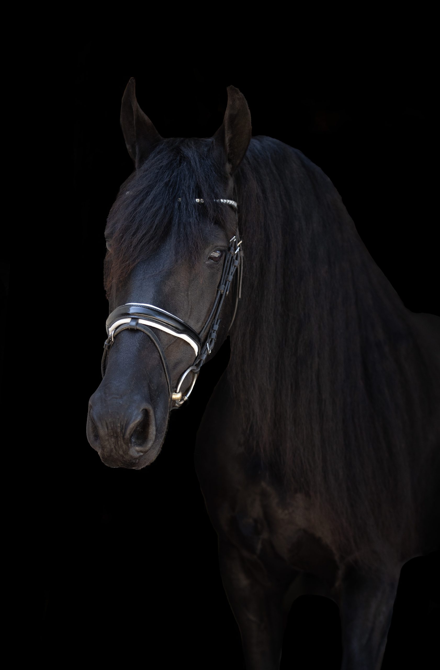 Frisian paard met glanzende zwarte vacht, lange golvende manen en luxe hoofdstel, elegant geportretteerd tegen een zwarte achtergrond.