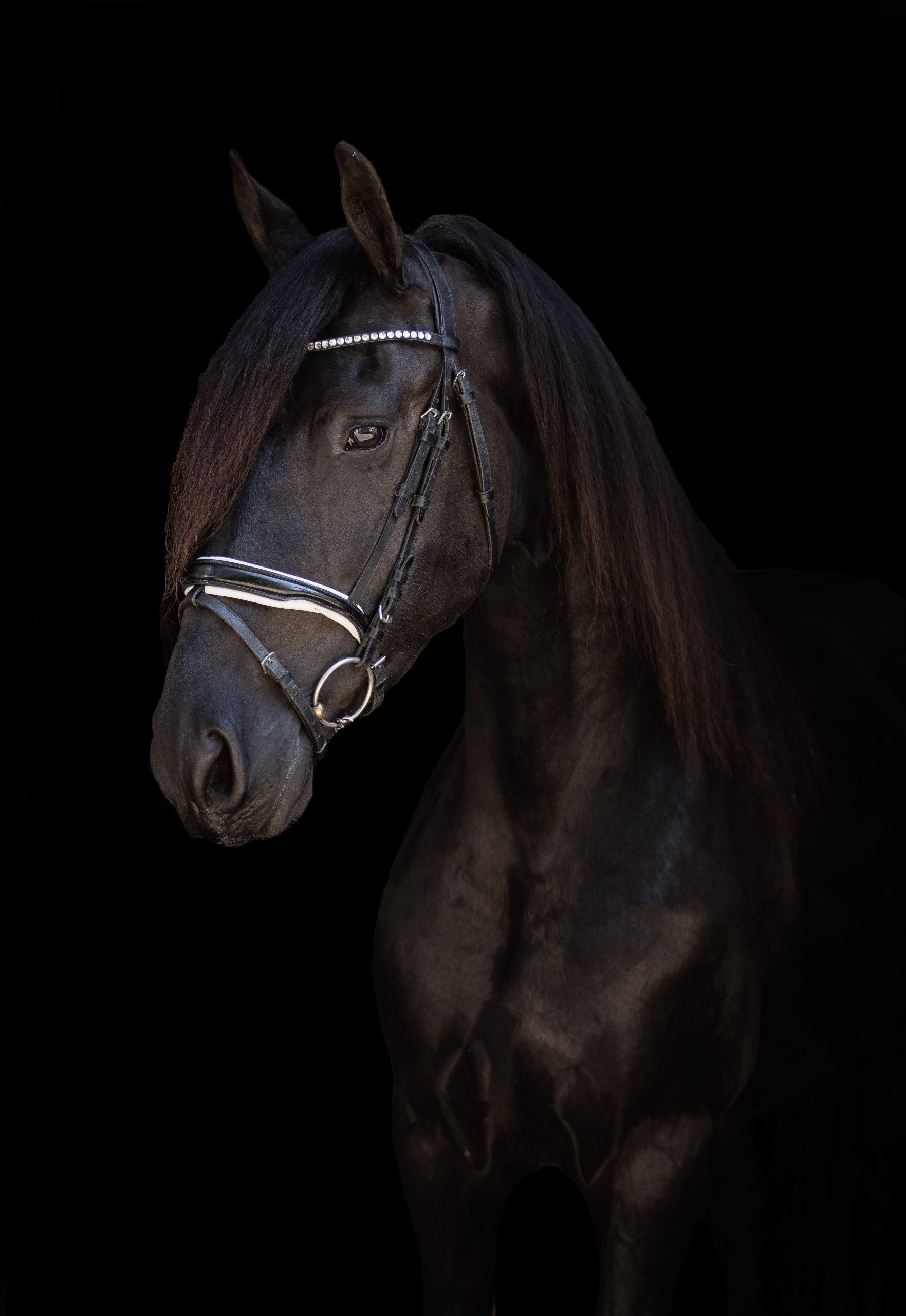 4Q6A0468 Een sierlijke zwarte Fries met een glanzende vacht draagt een hoofdstel met zilverkleurige accenten en een frontriem met kristallen, elegant poserend tegen een zwarte achtergrond.