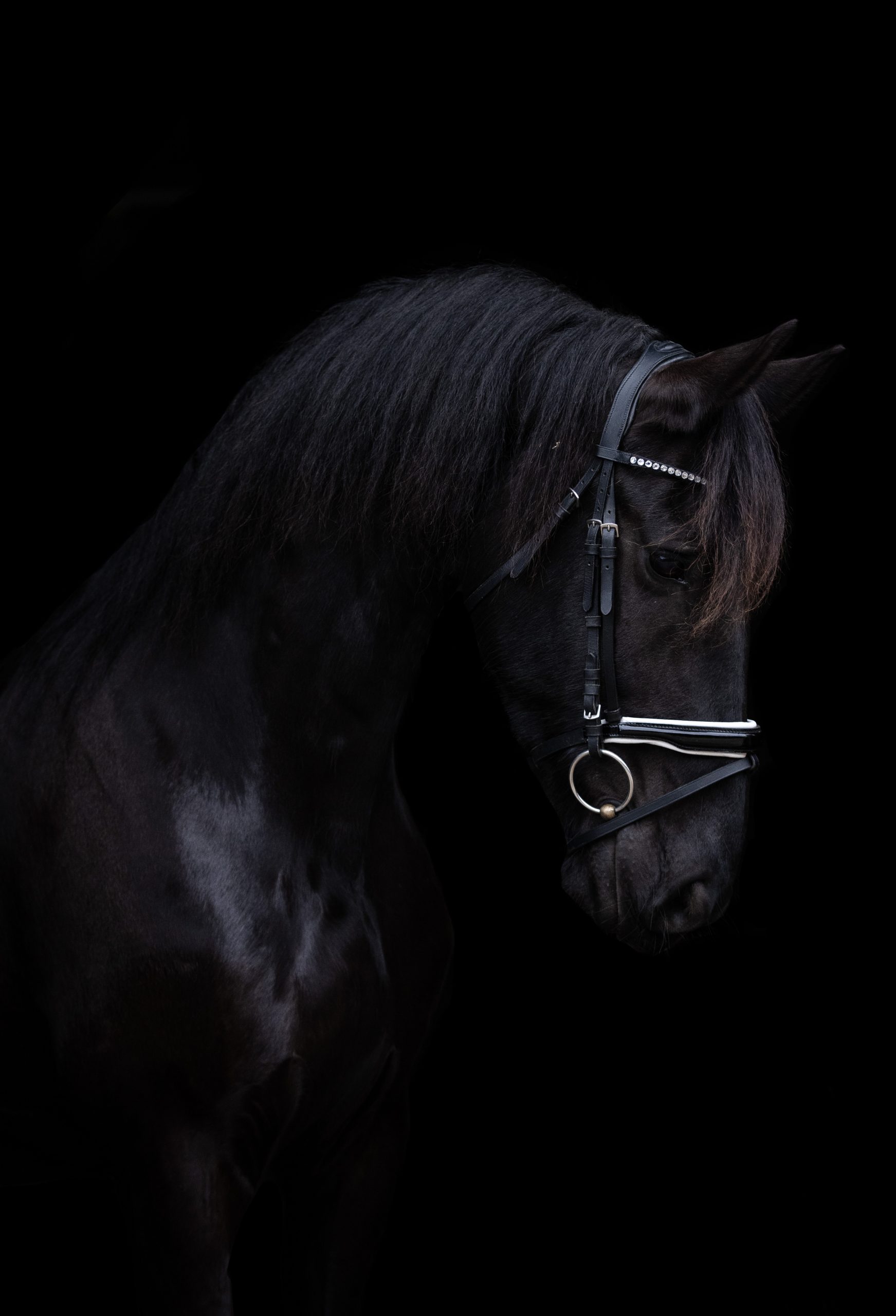 Zwarte Friese hengst met lange manen en glanzende vacht, gefotografeerd tegen een zwarte achtergrond met een elegant hoofdstel met zilverkleurige details.