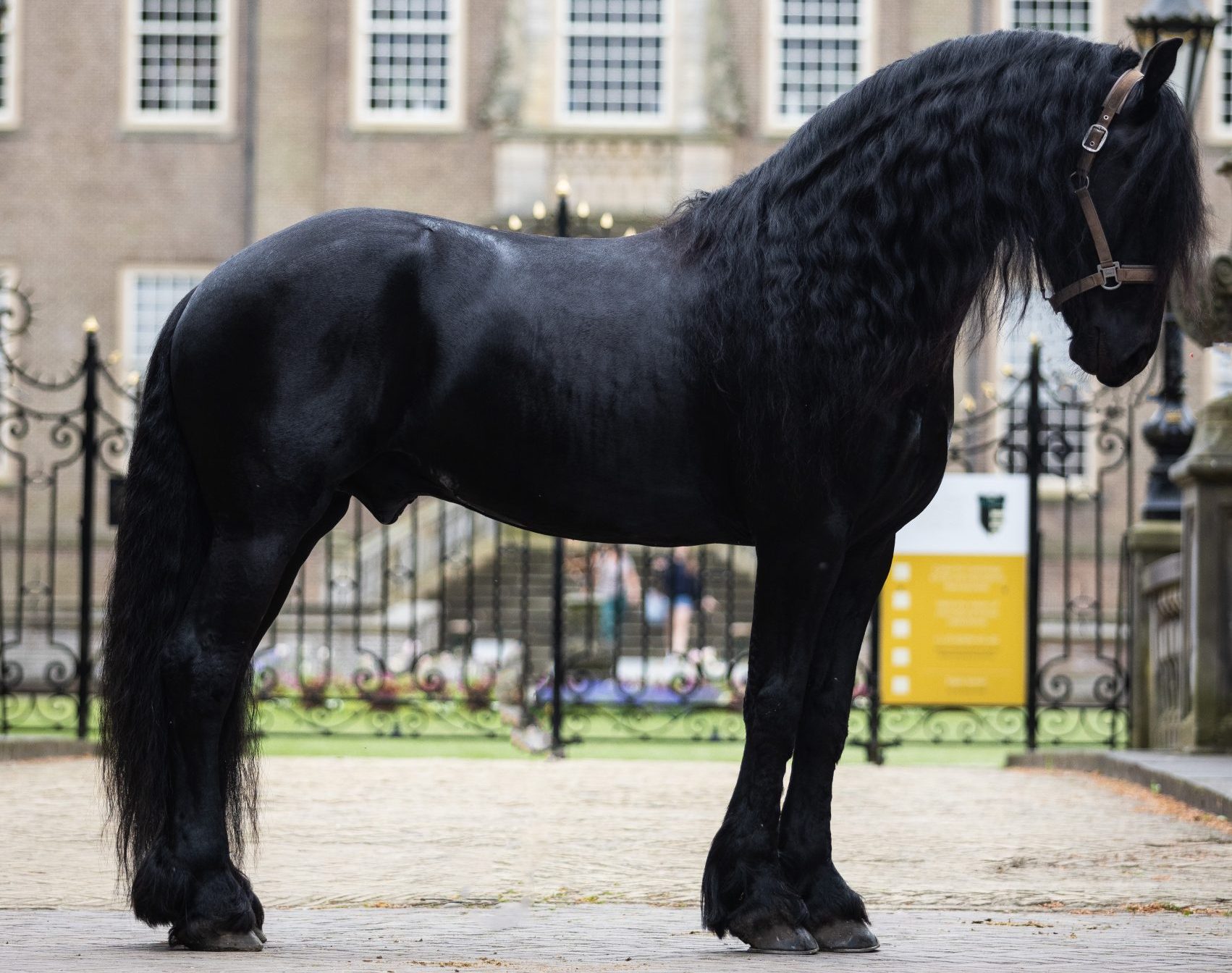 Een imposante zwarte Fries met lange golvende manen staat zijwaarts opgesteld op een binnenplaats met een sierlijk hekwerk en een klassiek gebouw op de achtergrond.