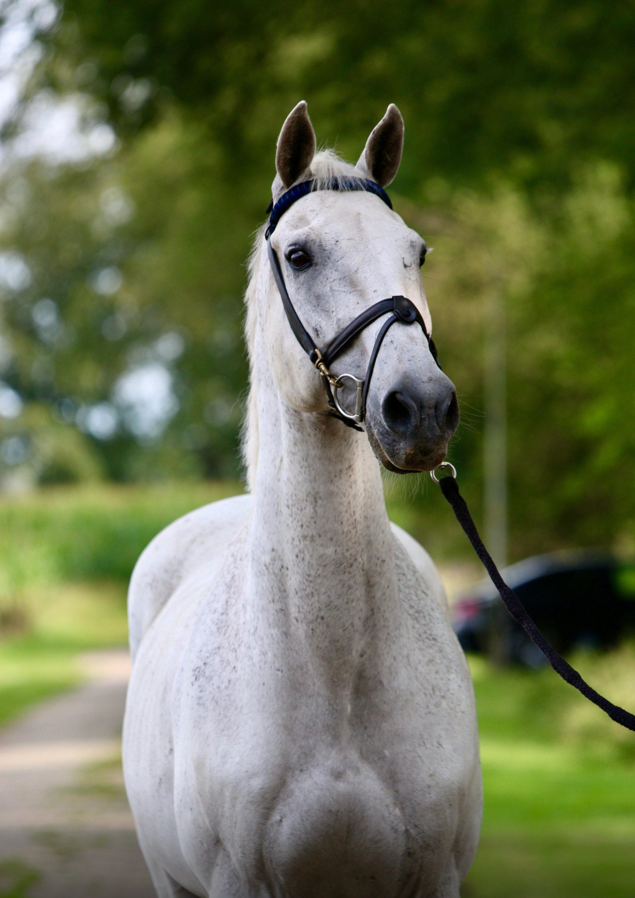 Wit paard met lichte grijsgevlekte vacht en hoofdstel, staand aan een halstertouw op een landelijk pad met groene bomen op de achtergrond.