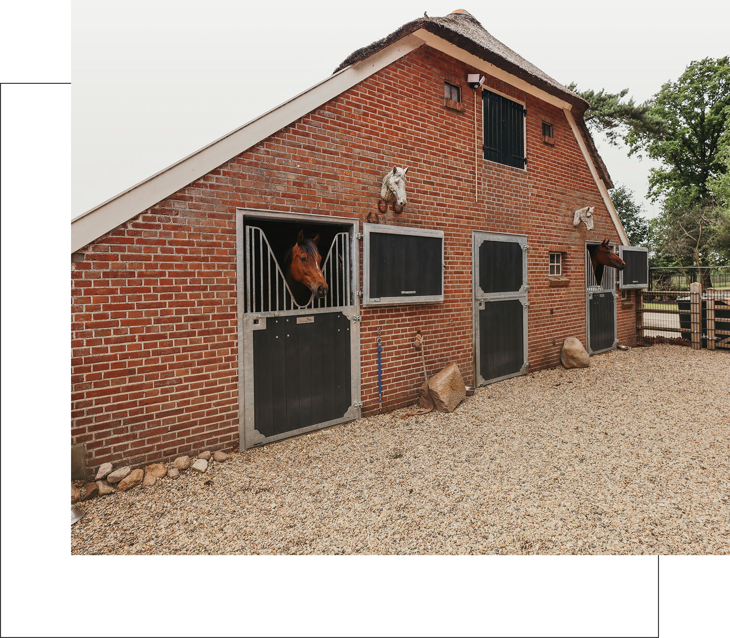 Buitenaanzicht van een traditionele rode bakstenen paardenstal met rieten dak, waarin meerdere paarden nieuwsgierig hun hoofd naar buiten steken door halfopen staldeuren.
