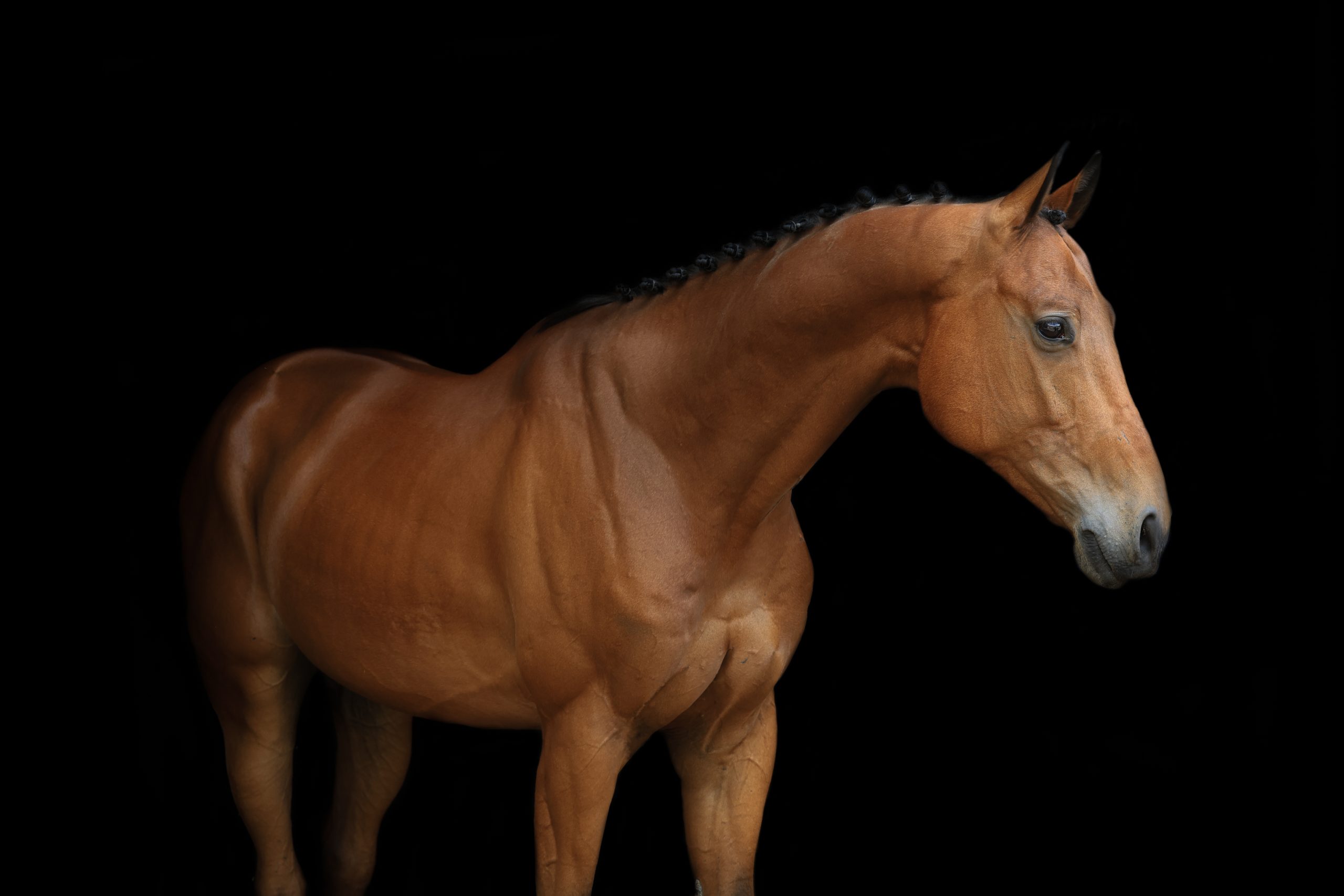 Bruin sportpaard met ingevlochten manen, staand tegen een zwarte achtergrond en kijkend naar rechts.