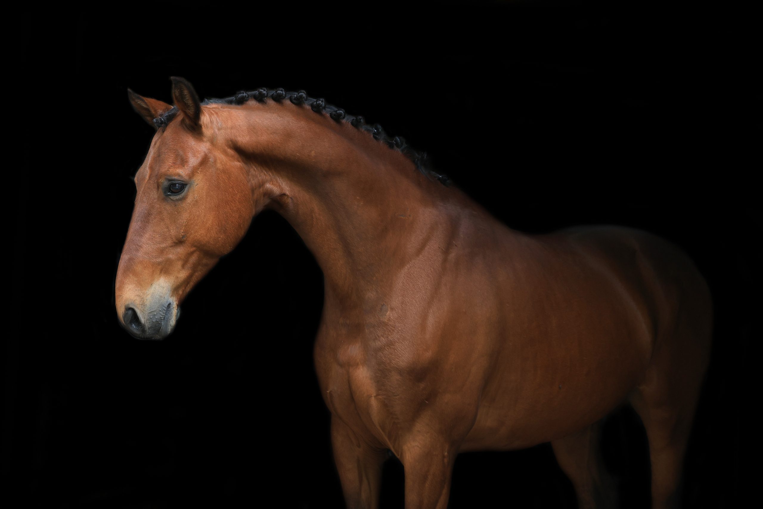 1V2A1870 Bruin sportpaard met ingevlochten manen, elegant in profiel gefotografeerd tegen een zwarte achtergrond.