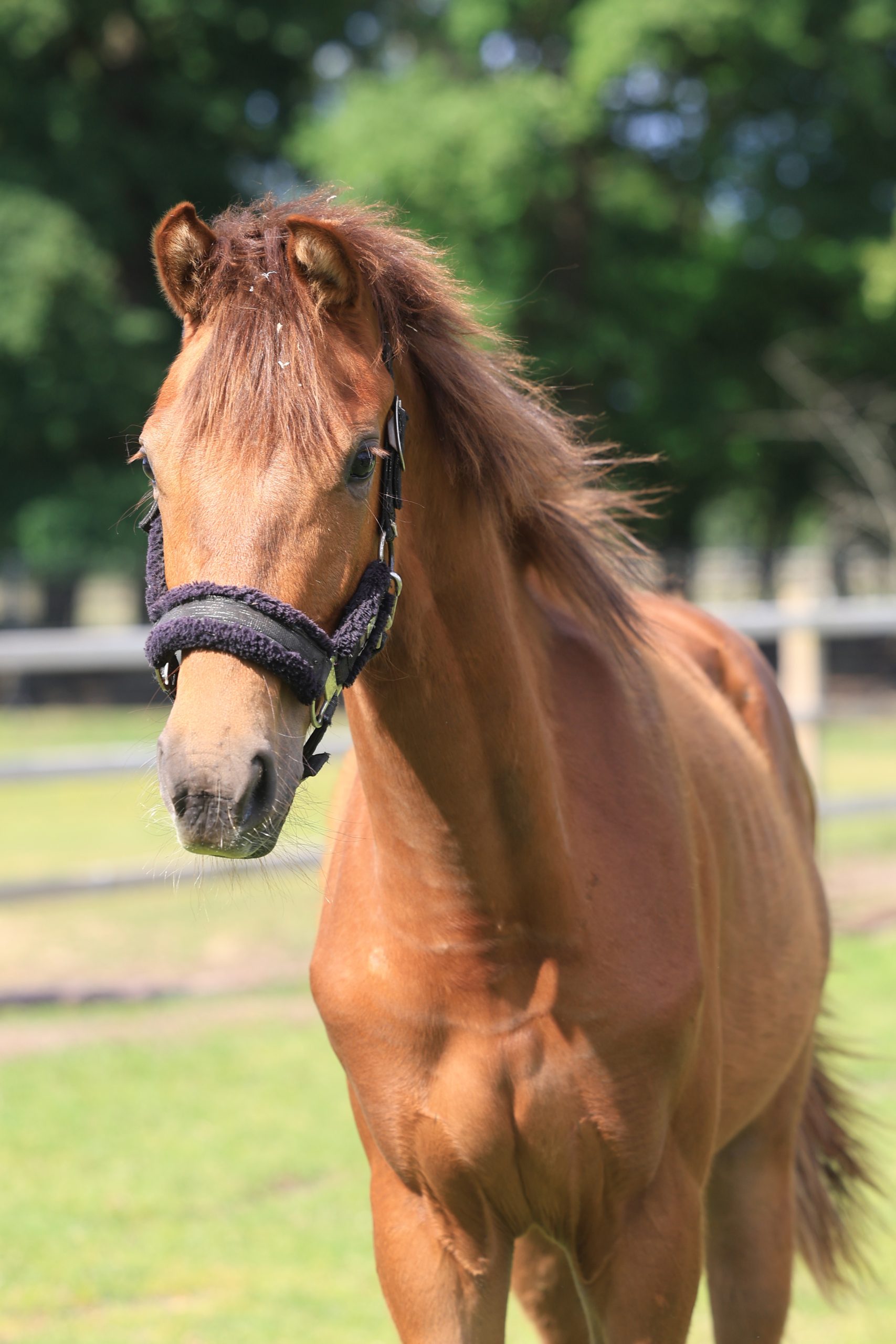 1V2A2681 Jonge voskleurige pony of veulen met een zwarte halster kijkt recht in de camera terwijl het in een zonnige weide staat, met bomen op de achtergrond.